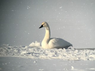 Tundra Swan, ML42708521