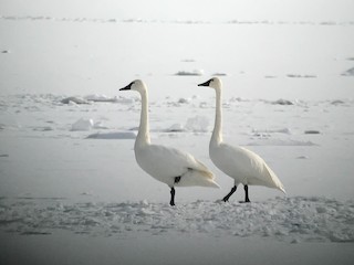 Tundra Swan, ML42709231