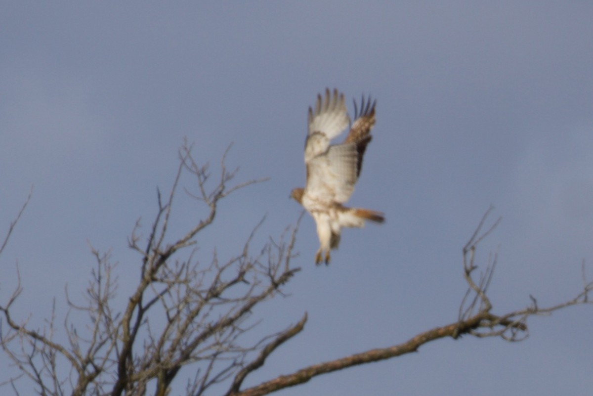 Red-tailed Hawk - ML427094081