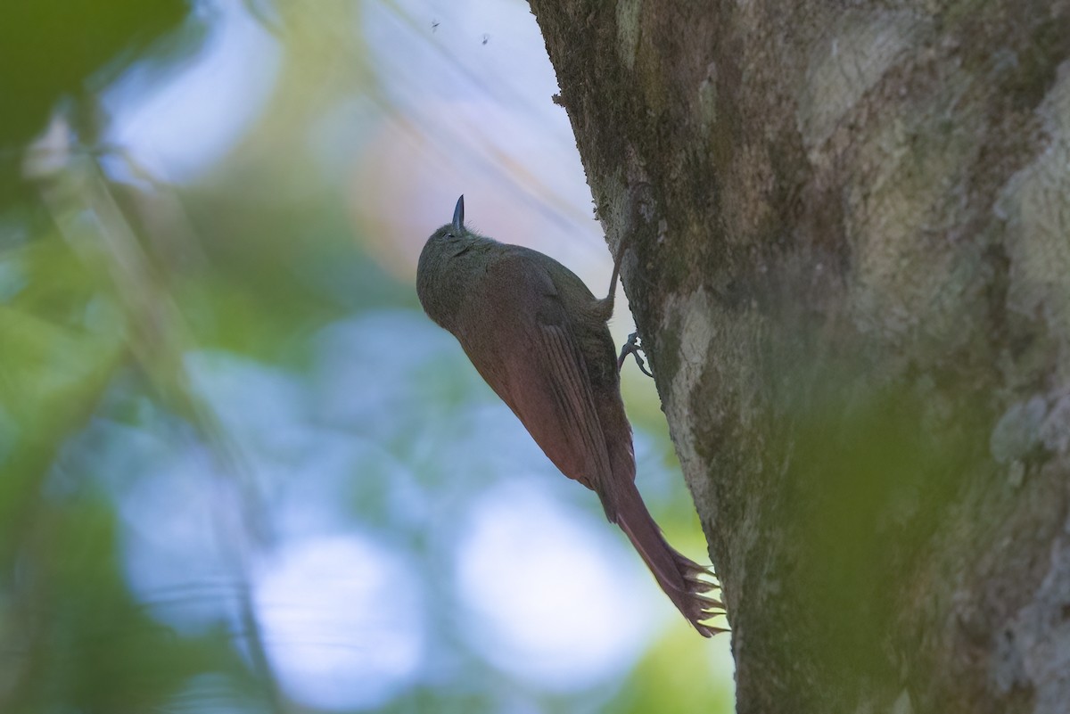 Olivaceous Woodcreeper - Michael Henry