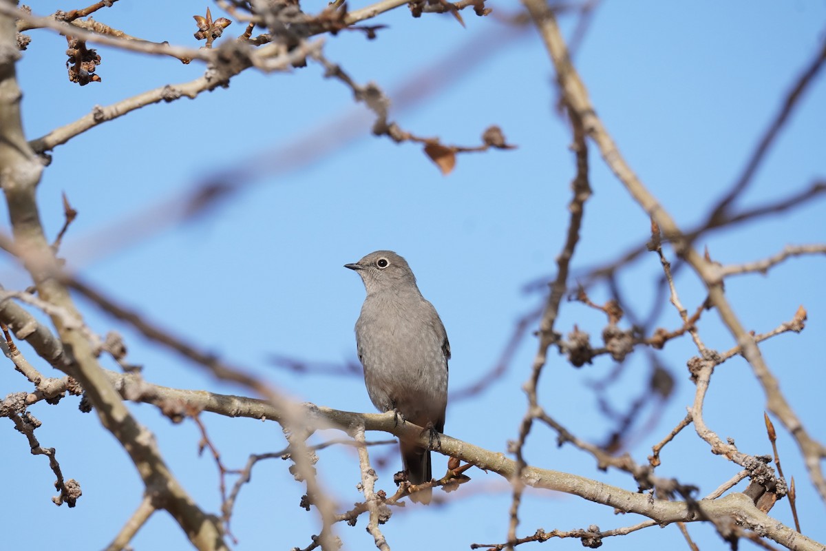 Townsend's Solitaire - ML427106291