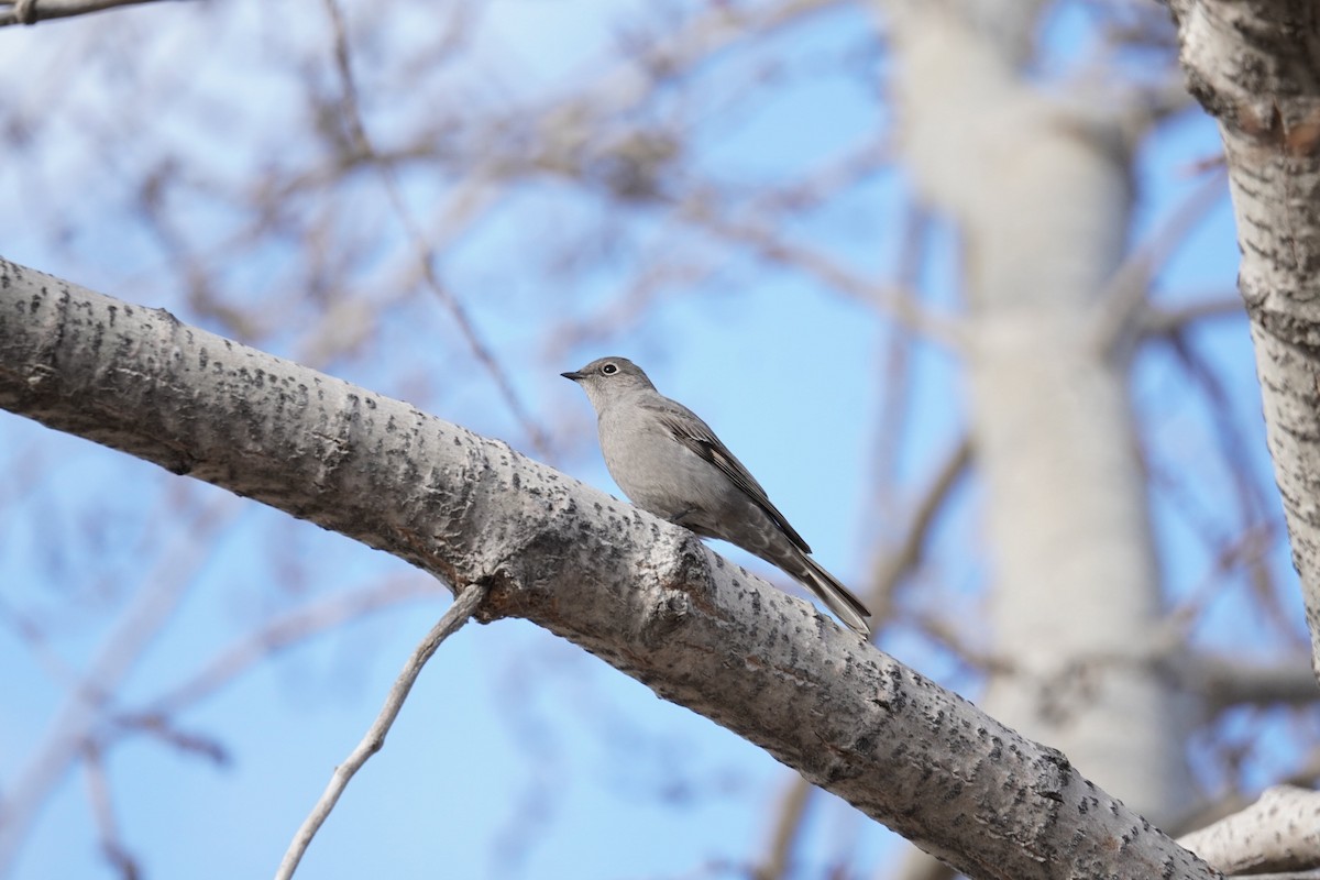 Townsend's Solitaire - ML427106301