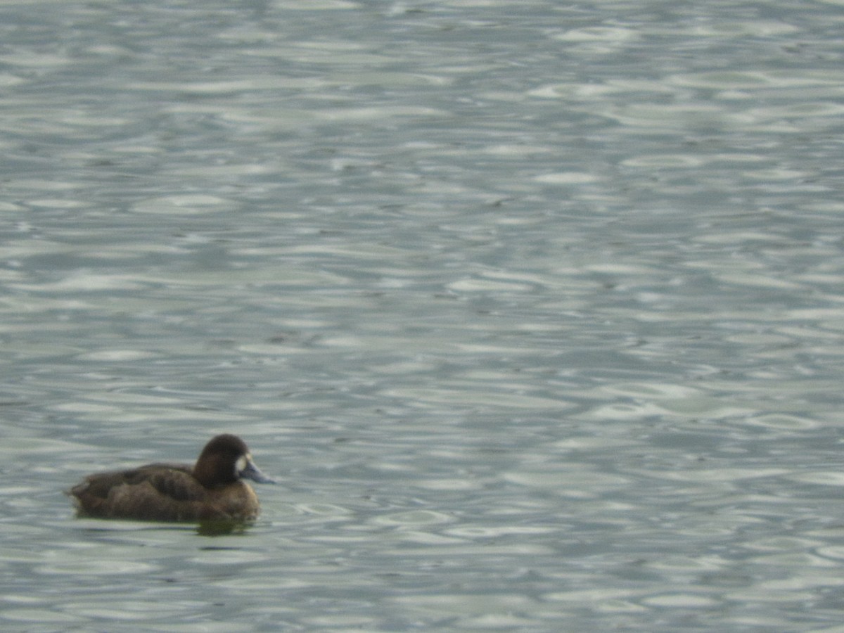 Greater Scaup - ML427109071