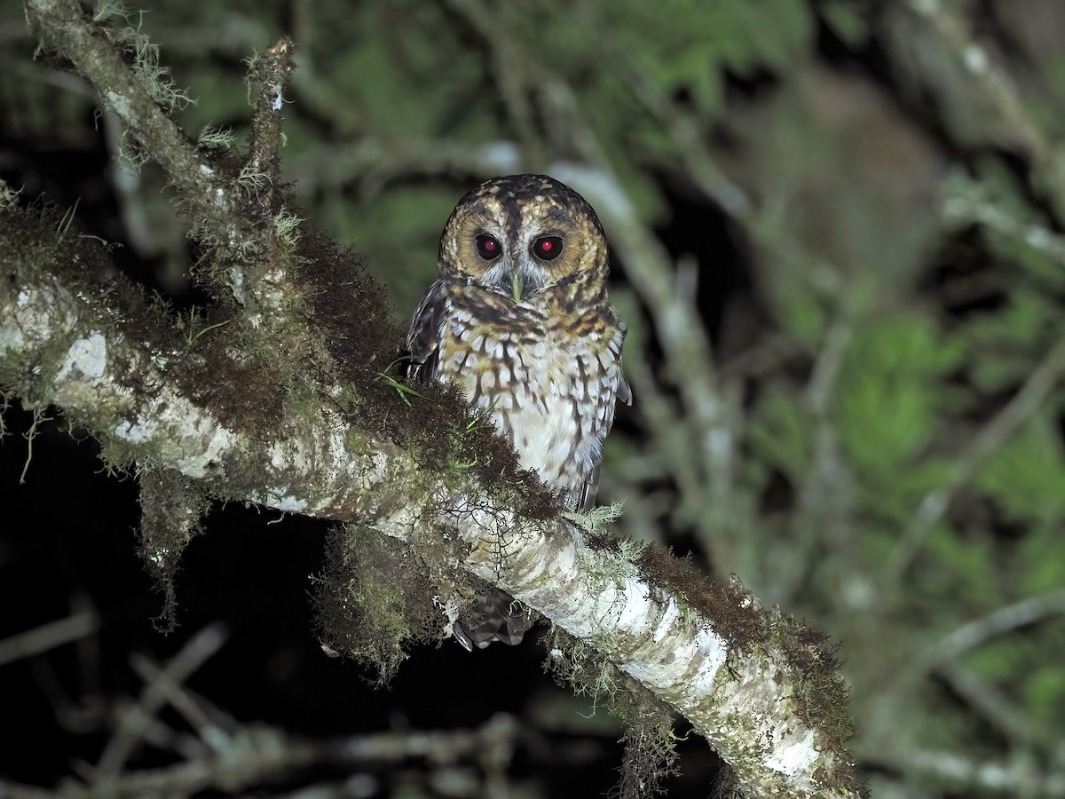 Rufous-banded Owl - ML427110351