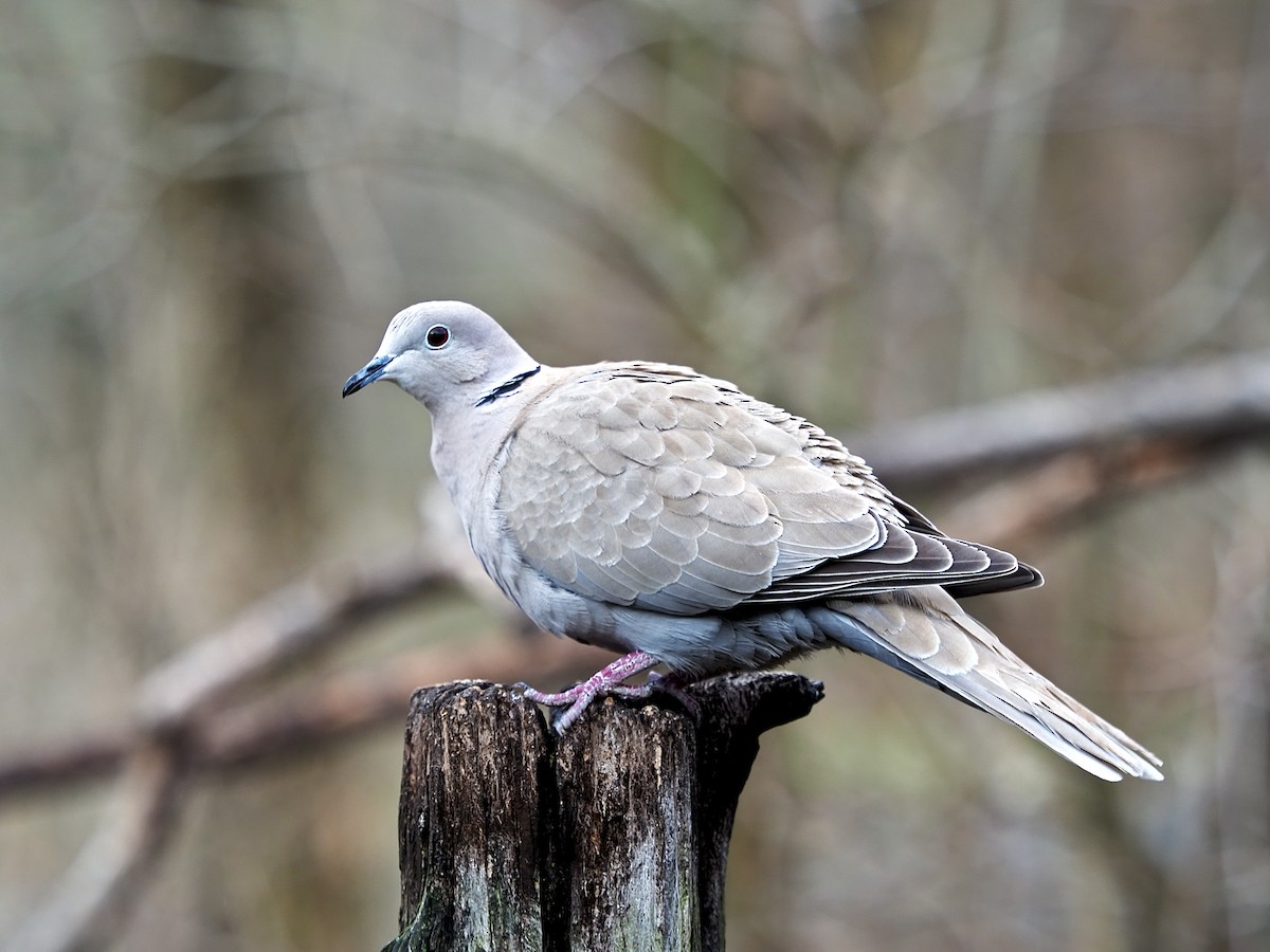 Eurasian Collared-Dove - Gary Mueller