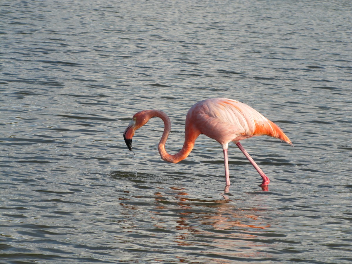 American Flamingo - ML42711391