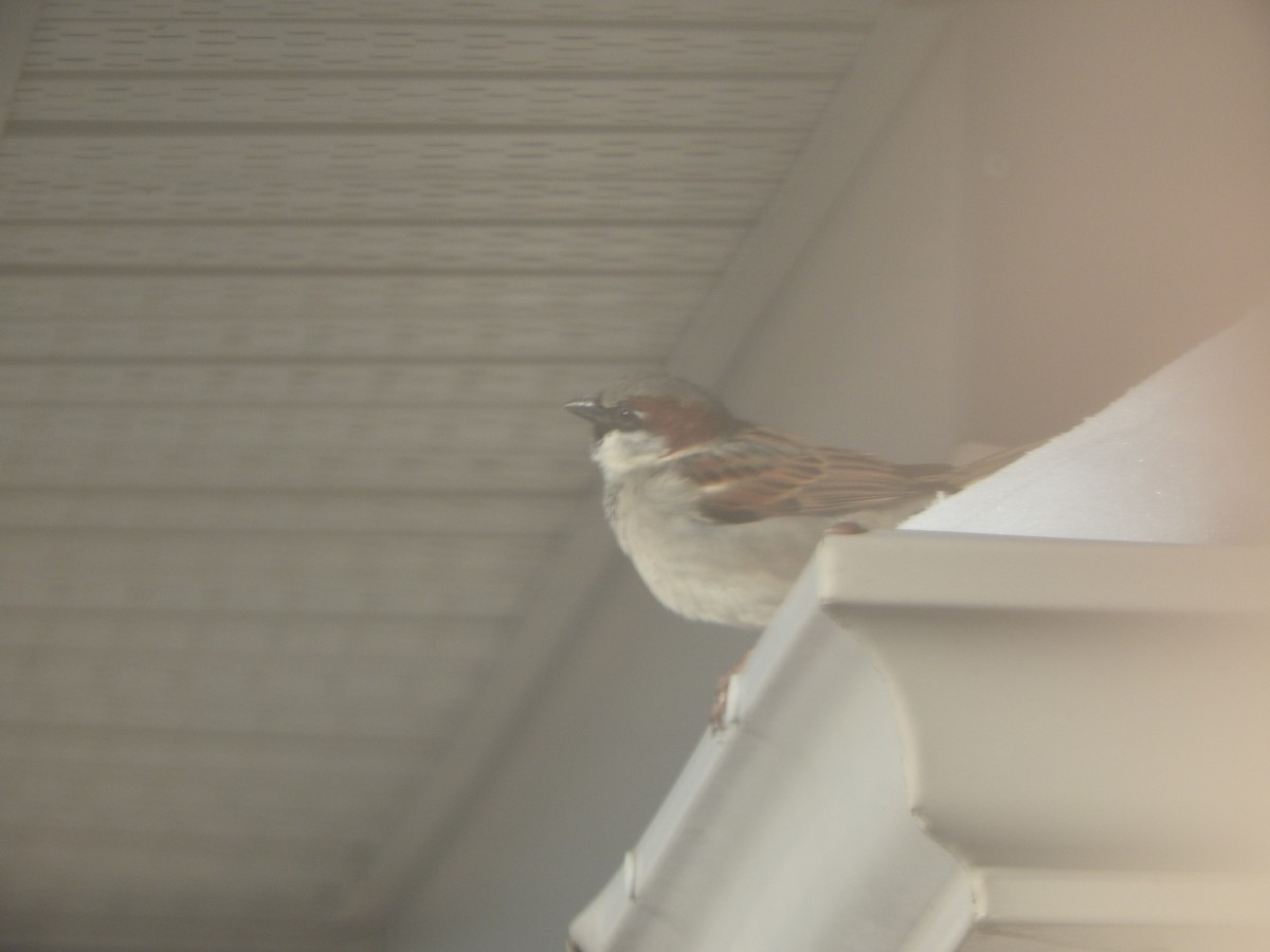 House Sparrow - ML427114181