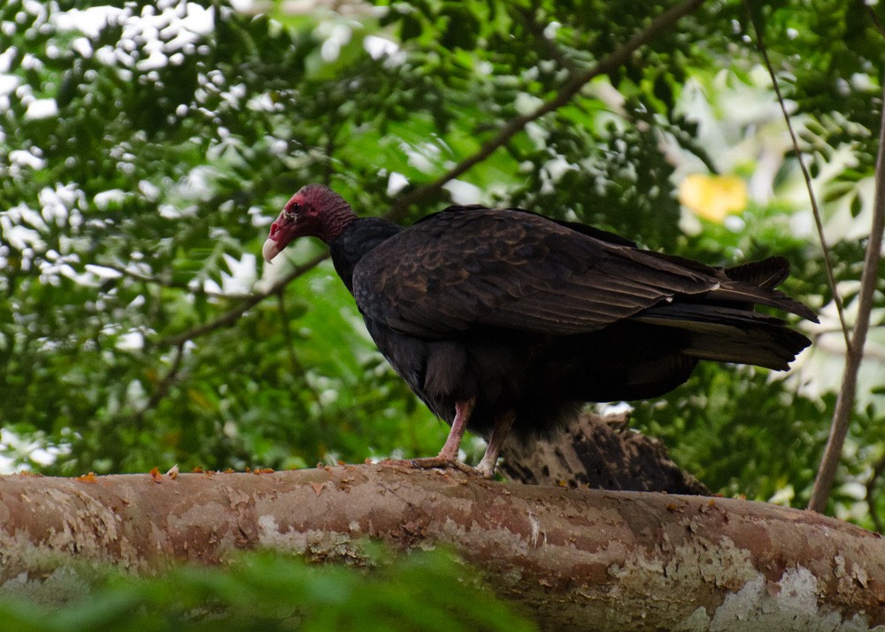 Turkey Vulture - Mark Davidson