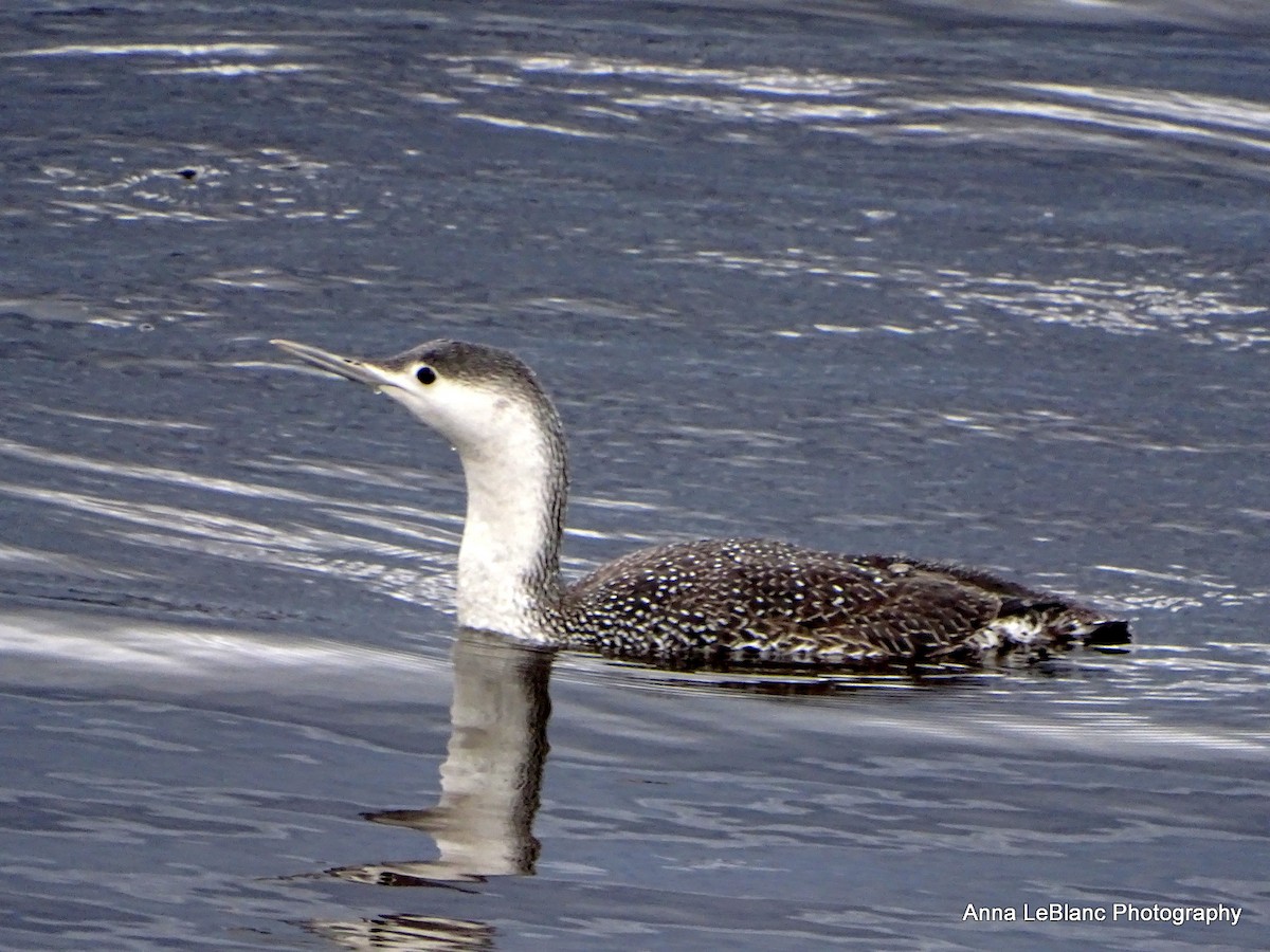 Red-throated Loon - ML427119421