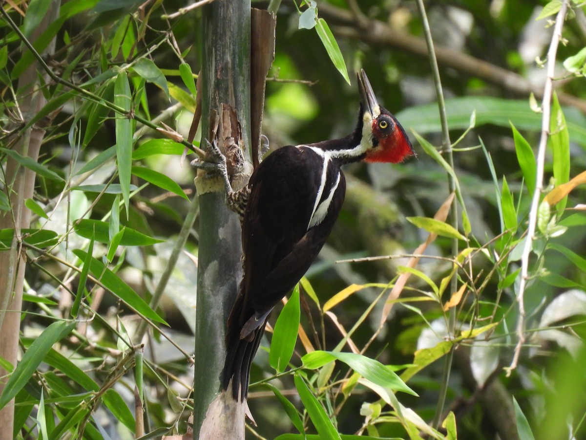 Crimson-crested Woodpecker - ML427119431
