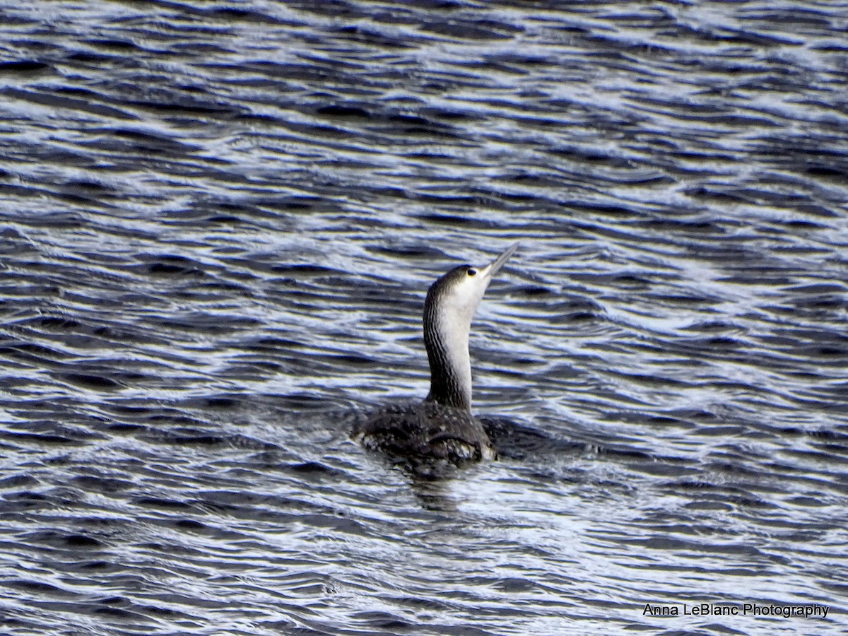 Red-throated Loon - ML427120091