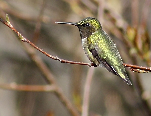 Ruby-throated Hummingbird - Ted Keyel