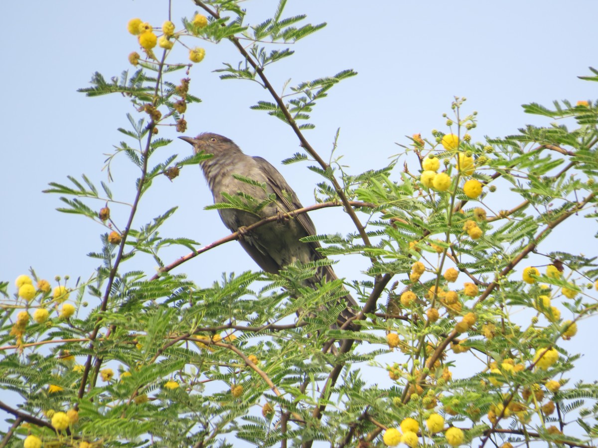 Gray-bellied Cuckoo - Aditya Banerjee