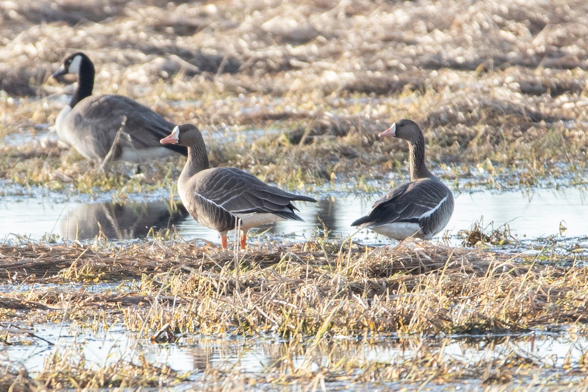 Greater White-fronted Goose - Rob  Sielaff