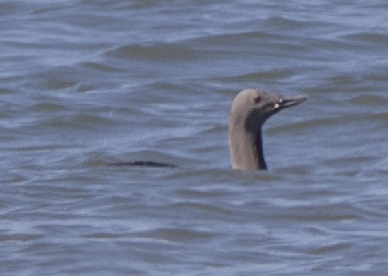 Red-throated Loon - ML427130171