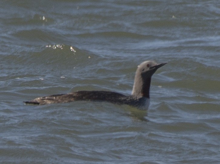 Red-throated Loon - ML427130181