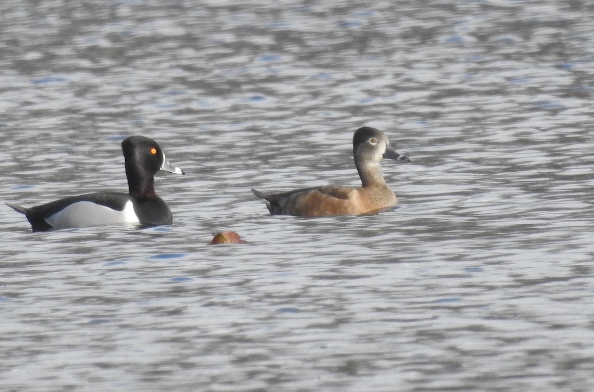 Ring-necked Duck - Mary  McMahon