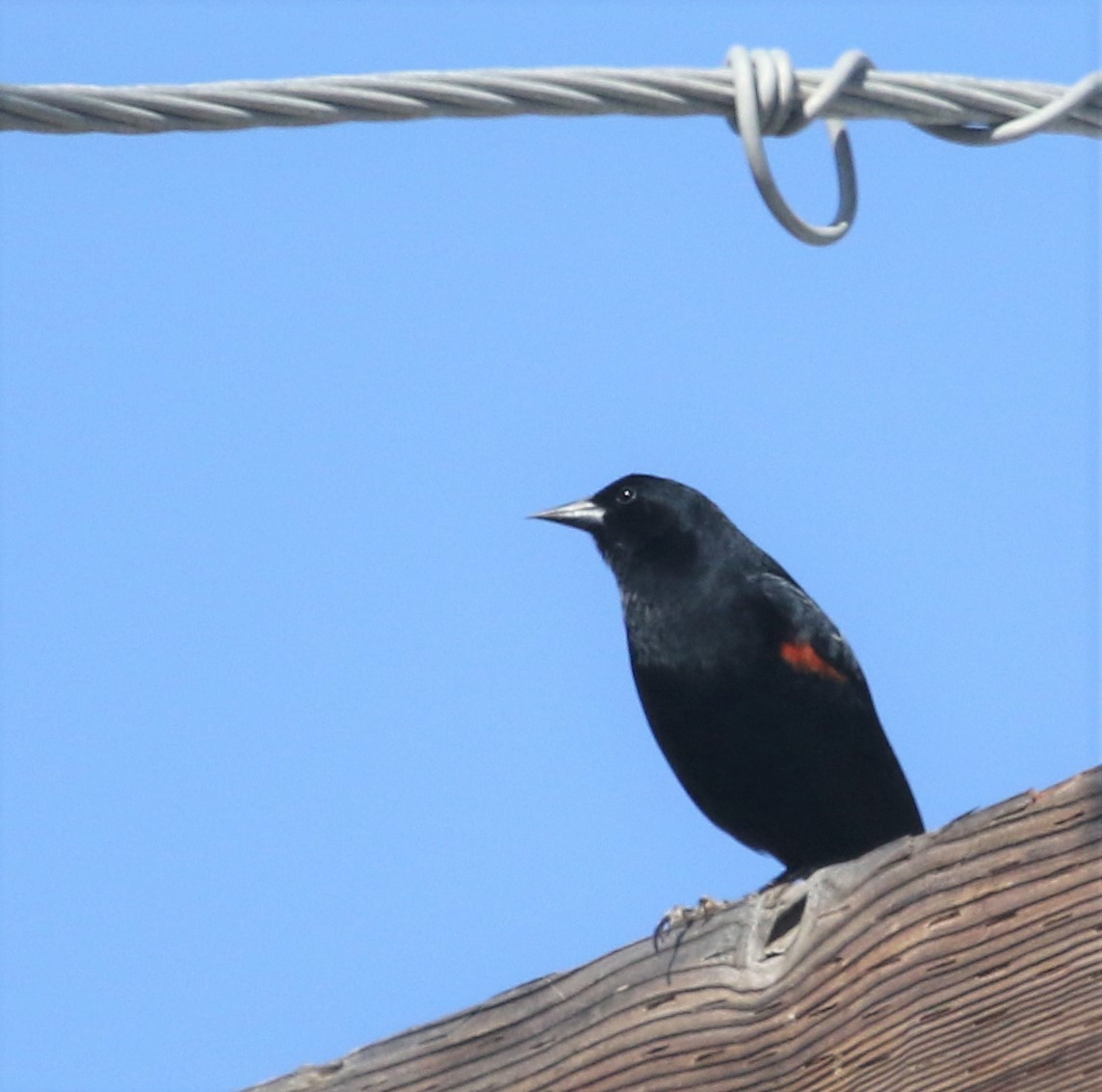Red-winged Blackbird - Ann Vaughan