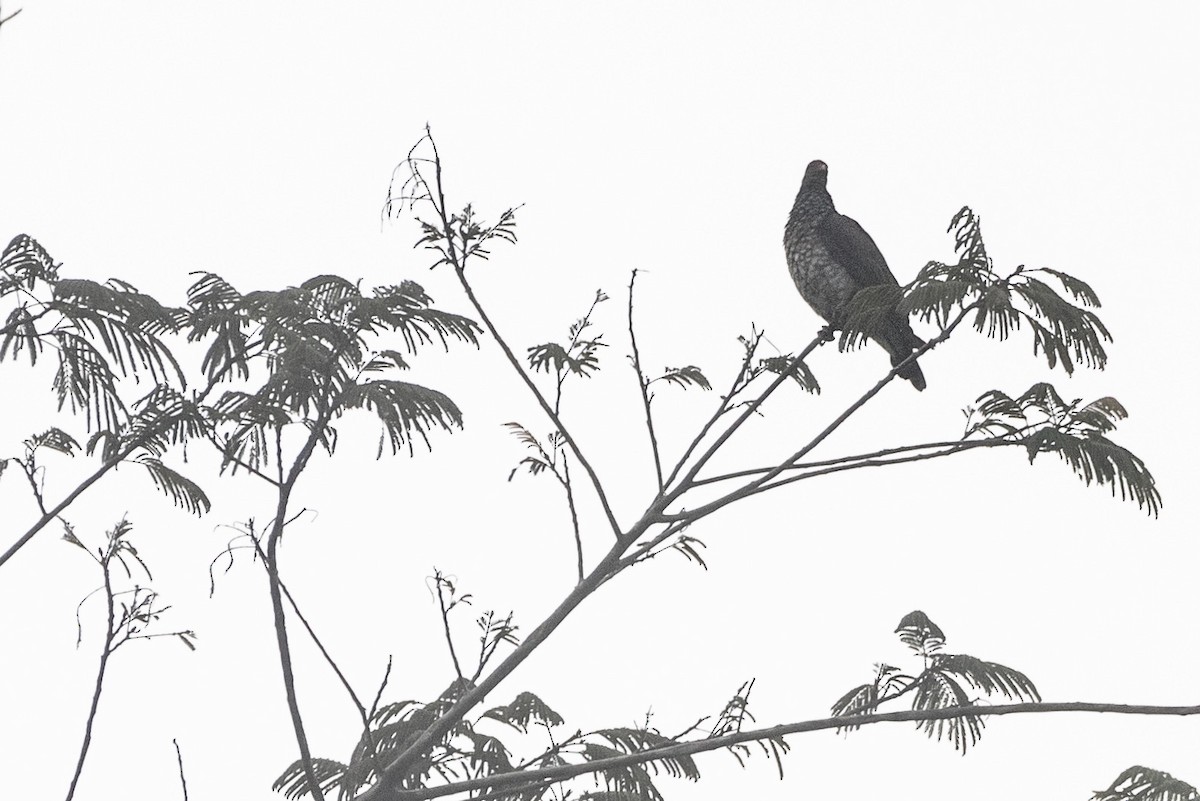 Scaled Pigeon - Oscar Wainwright
