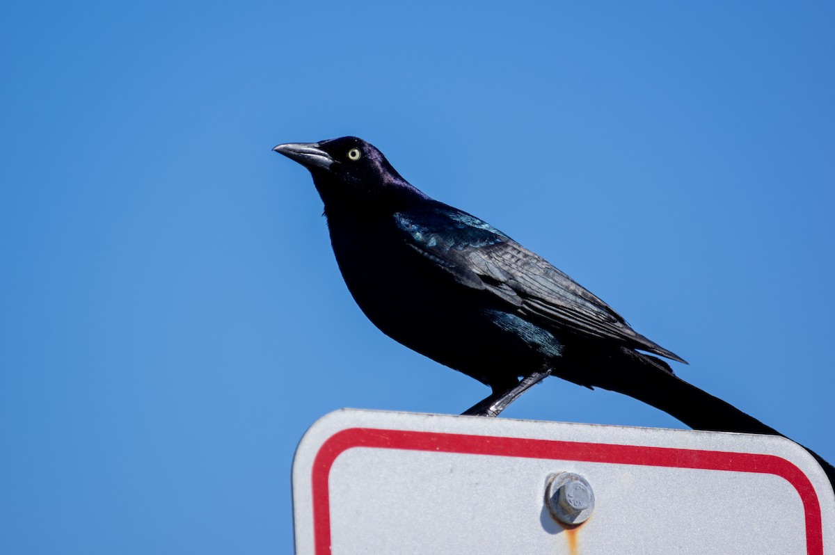 Boat-tailed Grackle - ML427163601
