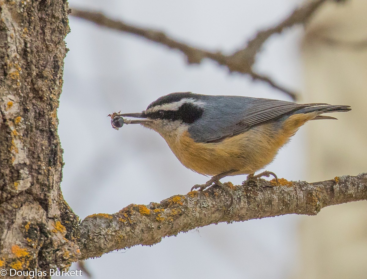 Red-breasted Nuthatch - Douglas Burkett