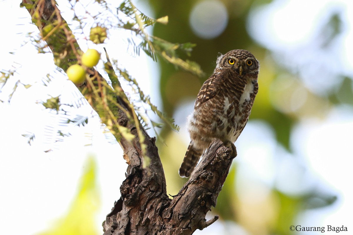 Collared Owlet - ML42716801
