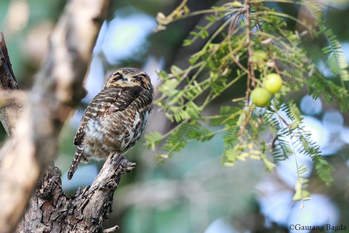 Collared Owlet - Gaurang Bagda