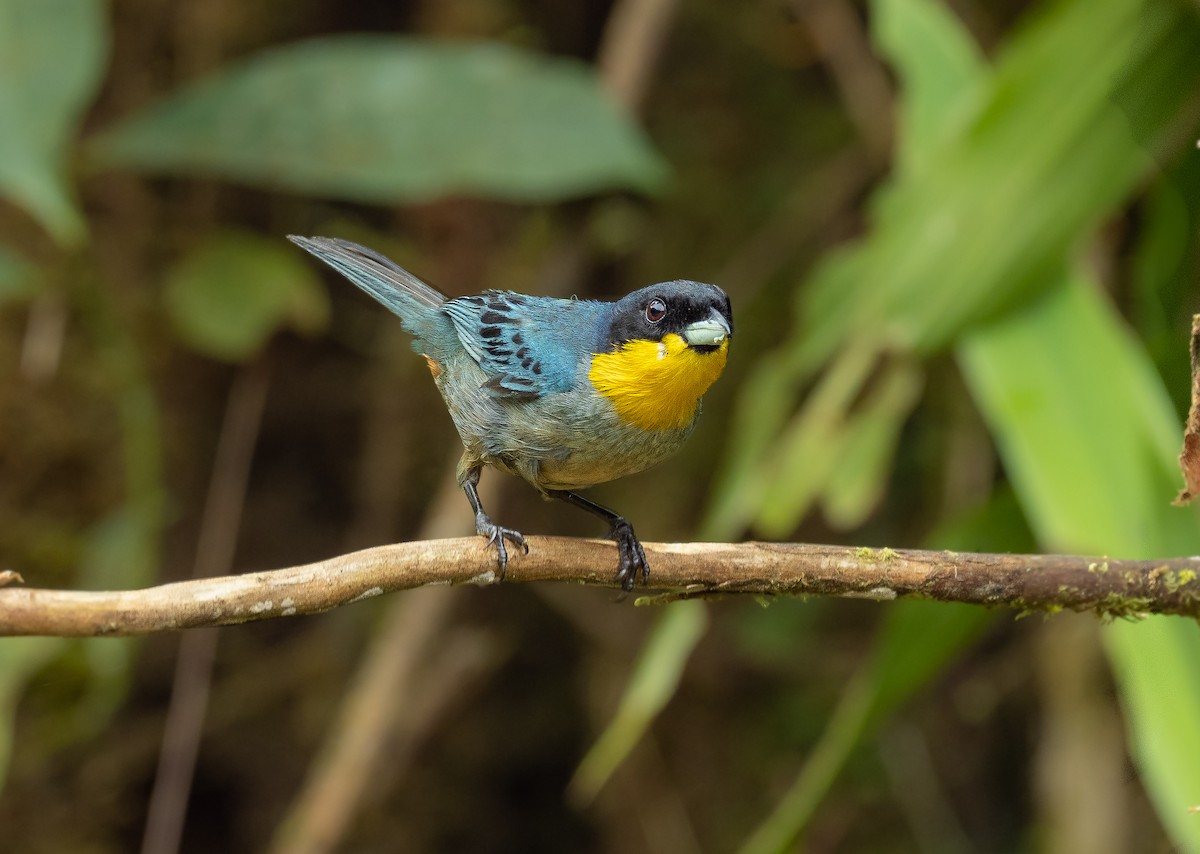 Yellow-throated Tanager - ML427169411