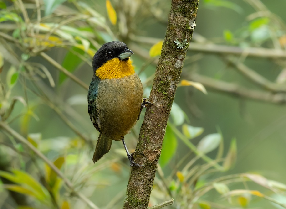 Yellow-throated Tanager - ML427169471