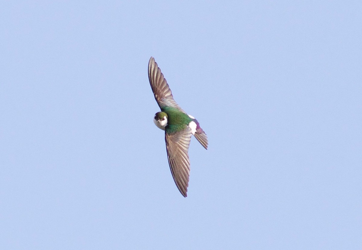Violet-green Swallow - ML427171881