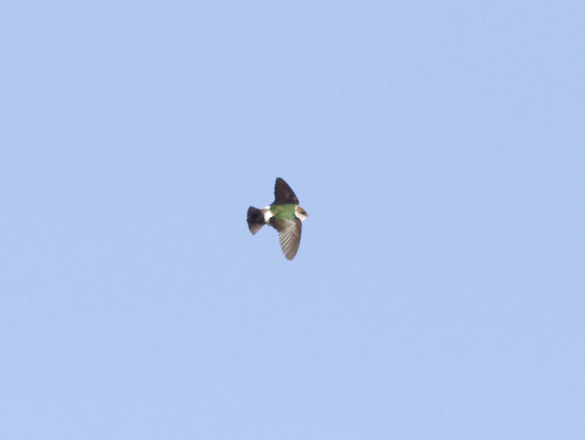 Violet-green Swallow - ML427171911