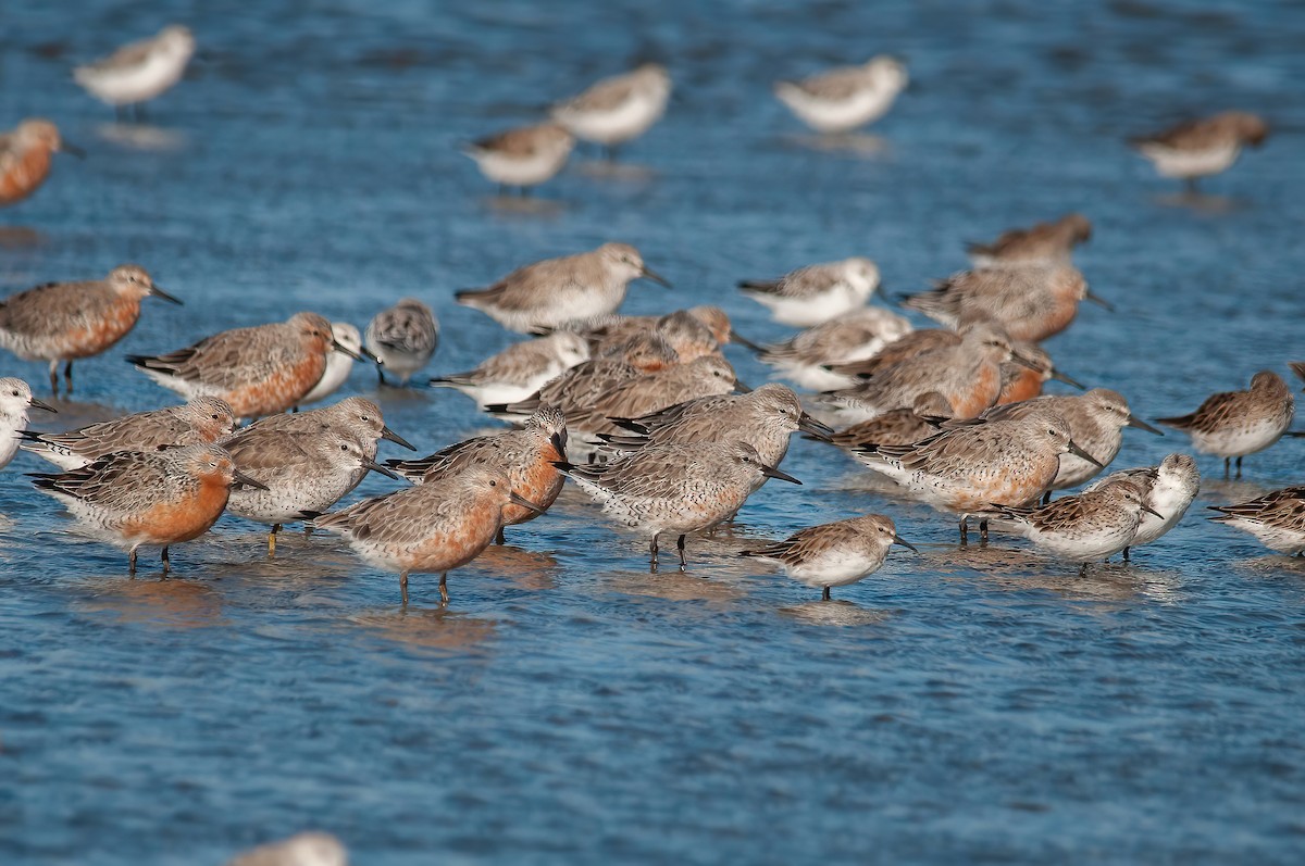 Red Knot - ML427183601