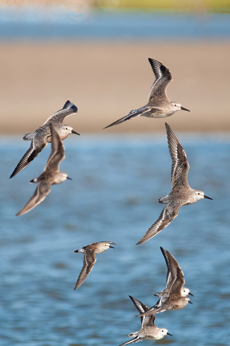 Red Knot - ML427185061