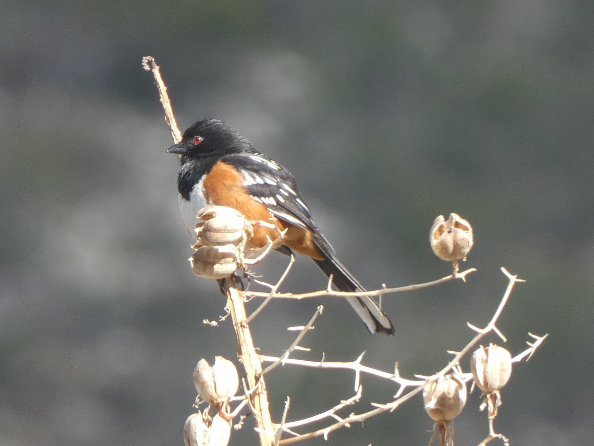 Spotted Towhee - Donald Wellmann