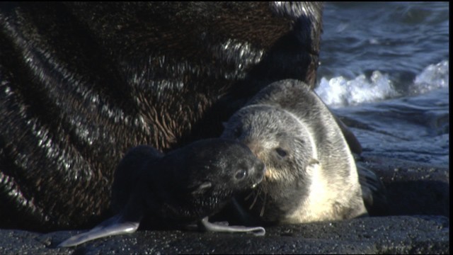 Northern Fur Seal - ML427197