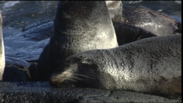 Northern Fur Seal - ML427198