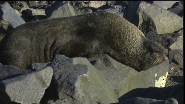 Northern Fur Seal - ML427205