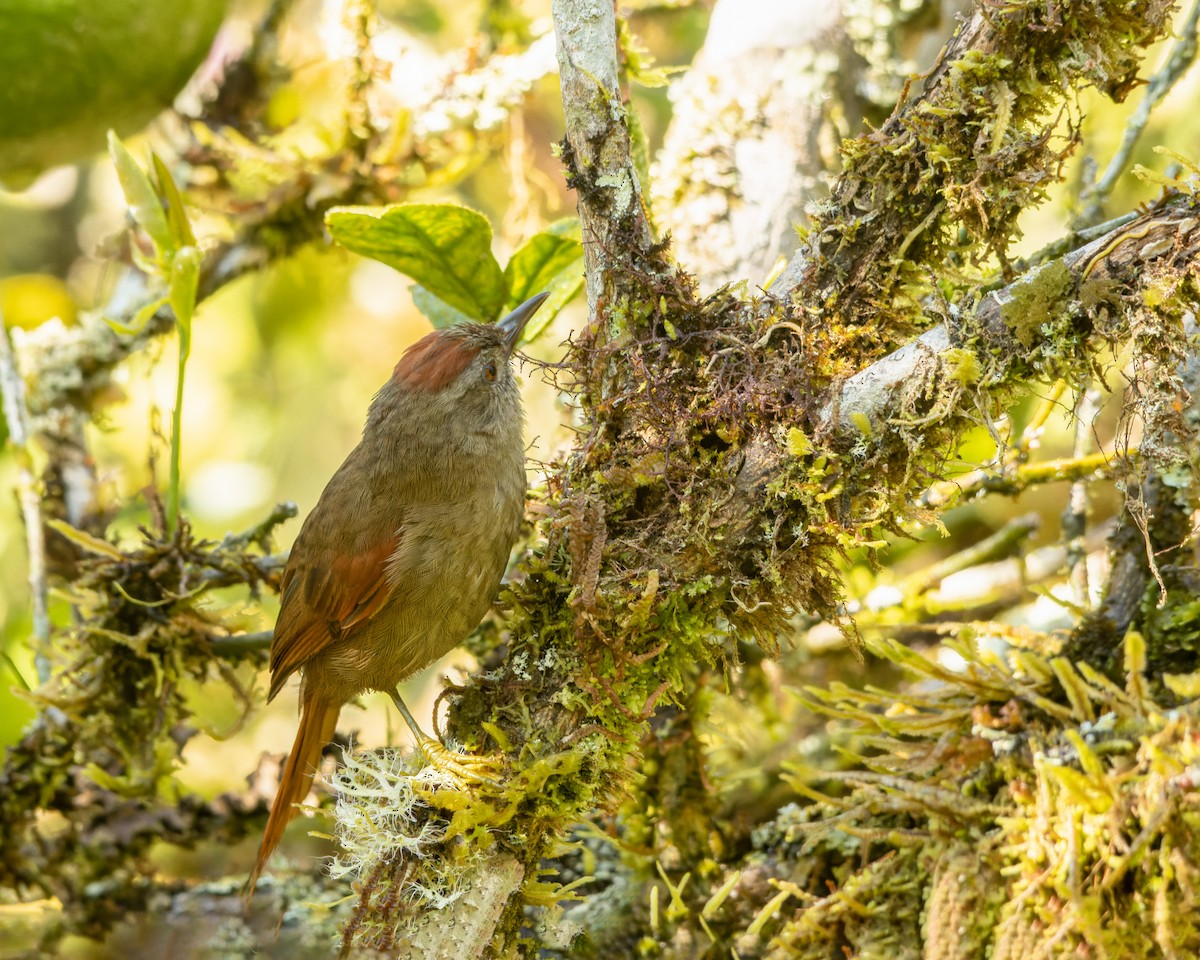 Ash-browed Spinetail - ML427206751