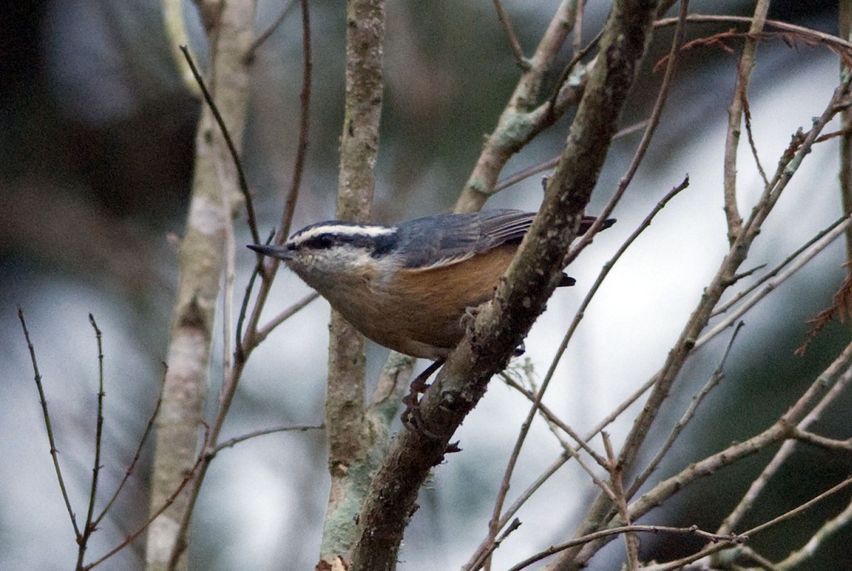 Red-breasted Nuthatch - Robert Dobbs