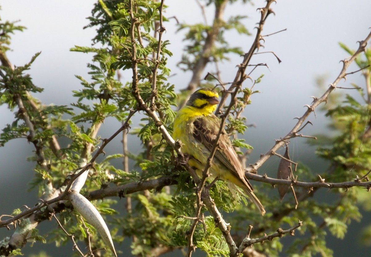 Yellow-fronted Canary - Ken Rosenberg