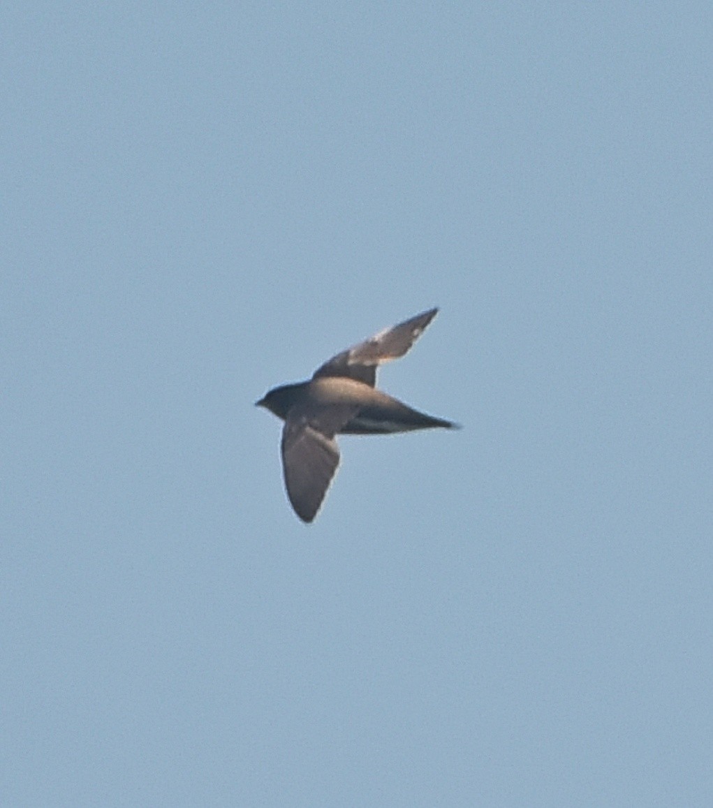 Brown-backed Needletail - ML427218821