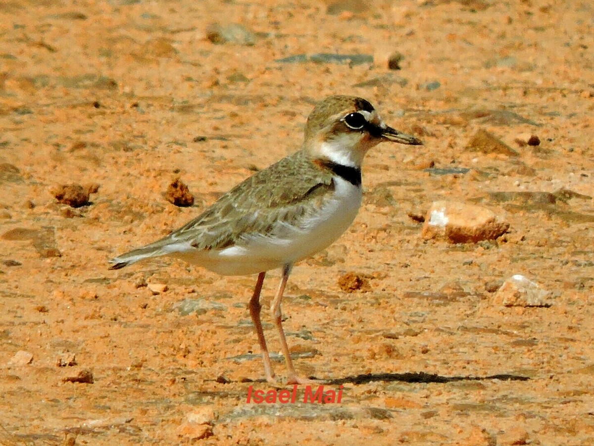 Collared Plover - Isael Mai