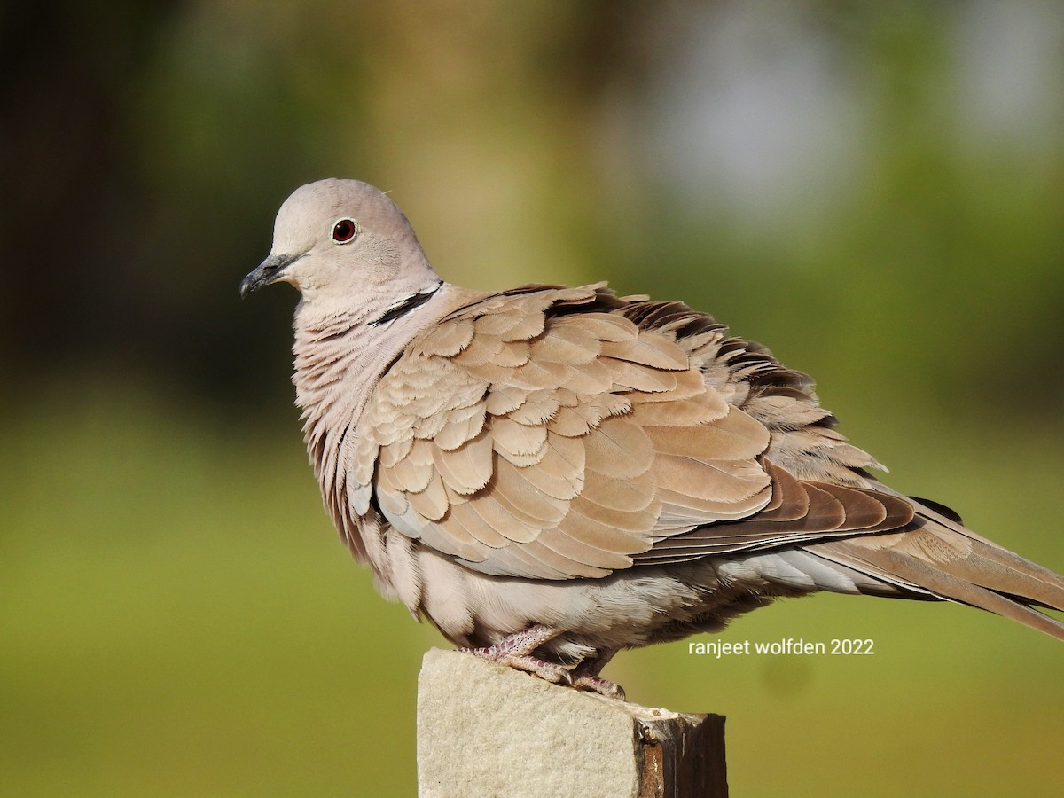 Eurasian Collared-Dove - ML427227641