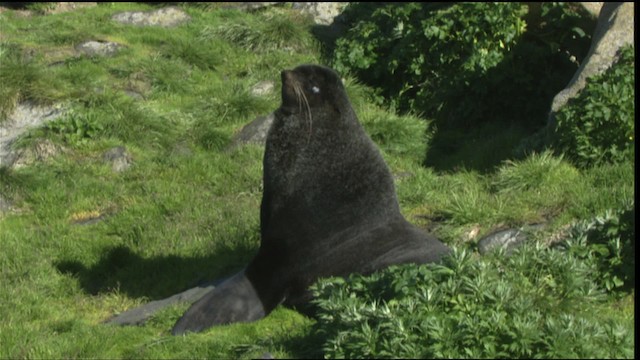 Northern Fur Seal - ML427228