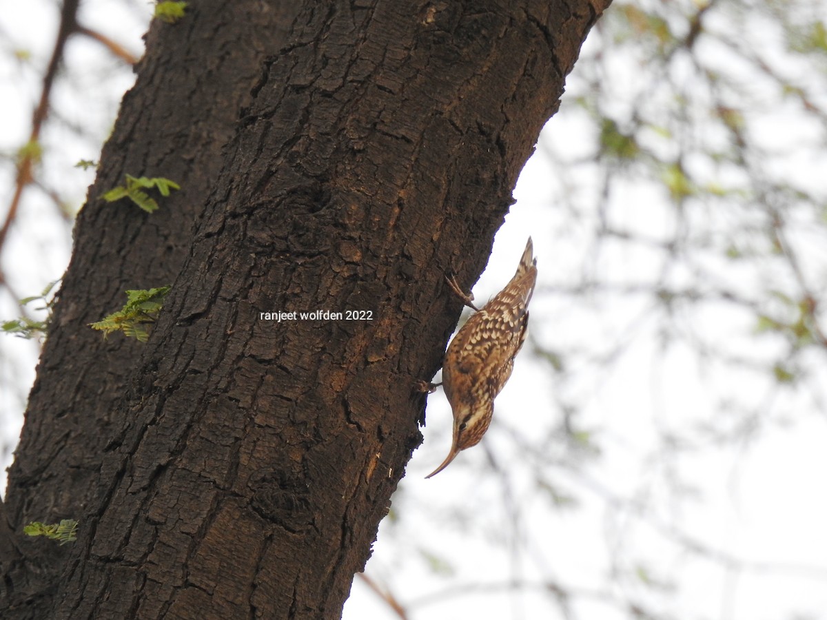 Indian Spotted Creeper - ML427228291