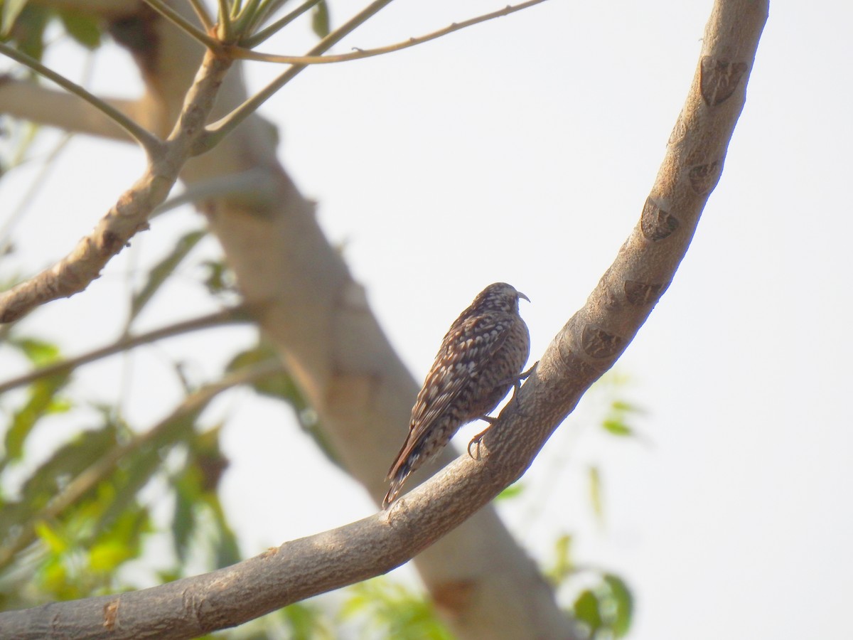 Indian Spotted Creeper - ML427228451