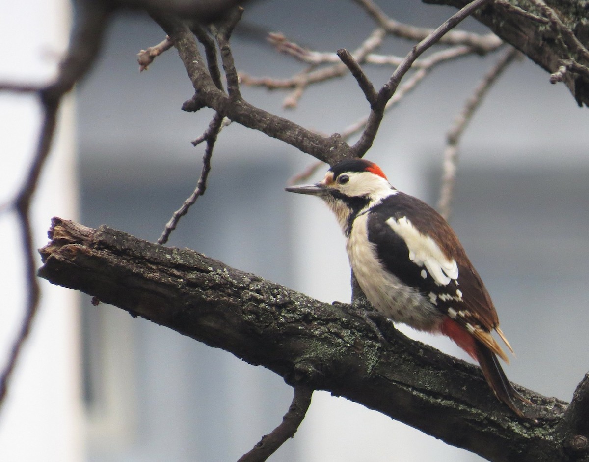 Syrian Woodpecker - ML42722871