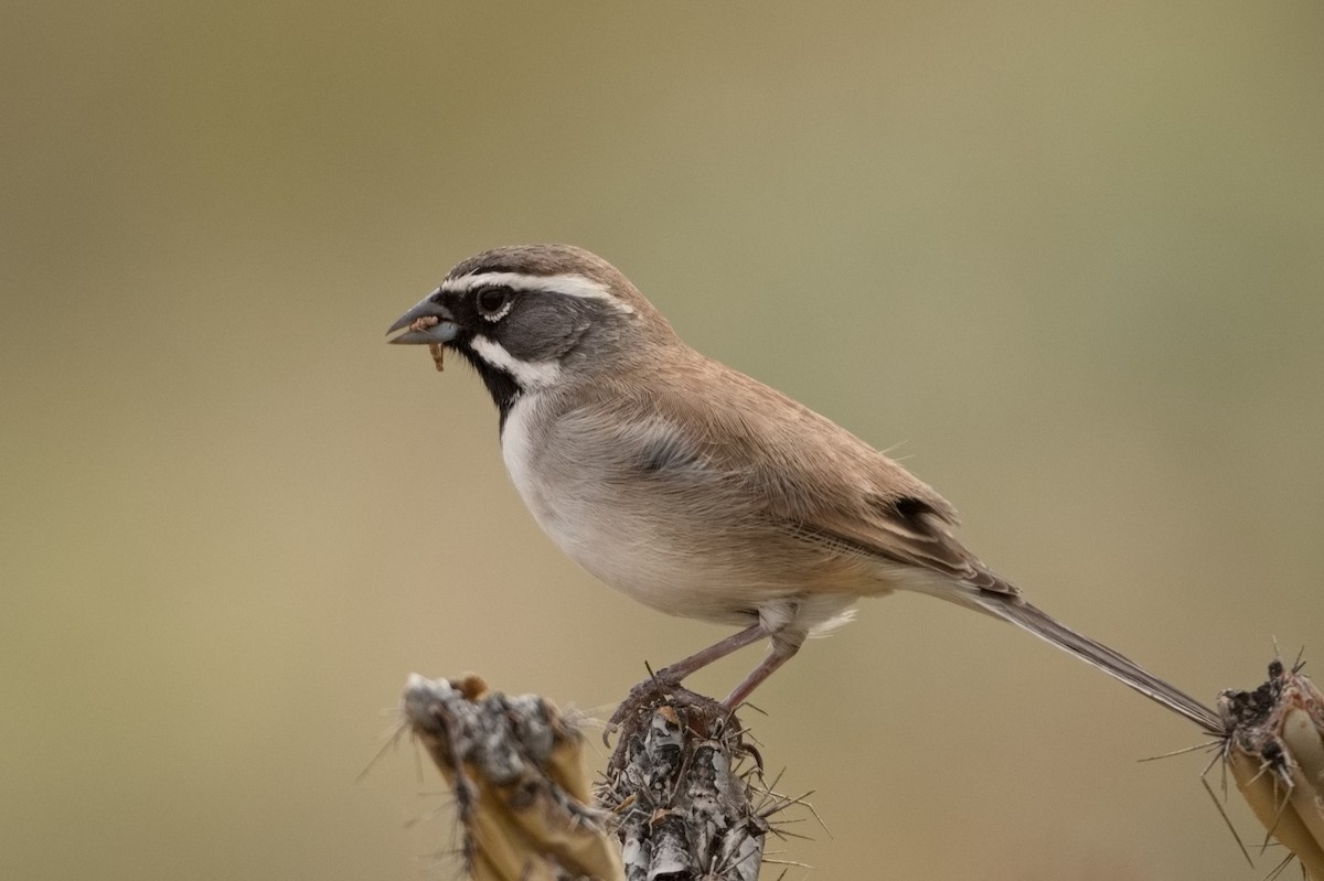 Black-throated Sparrow - ML427229801