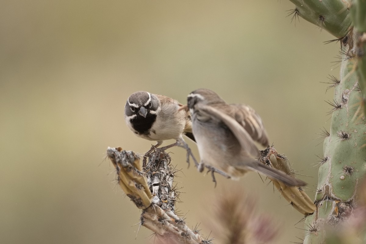 Black-throated Sparrow - ML427229841