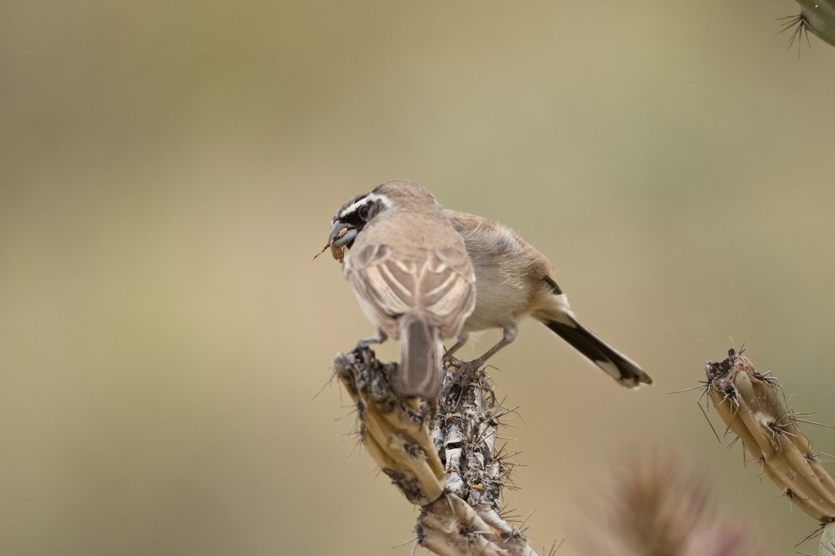 Black-throated Sparrow - ML427229851